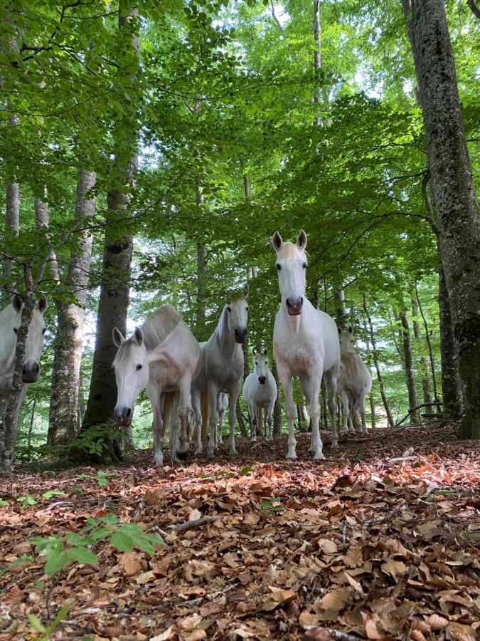 Le Domaine De Linars - L'Aile Du Chateau Villa Le Truel Eksteriør bilde